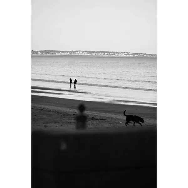 Couple dog black and white