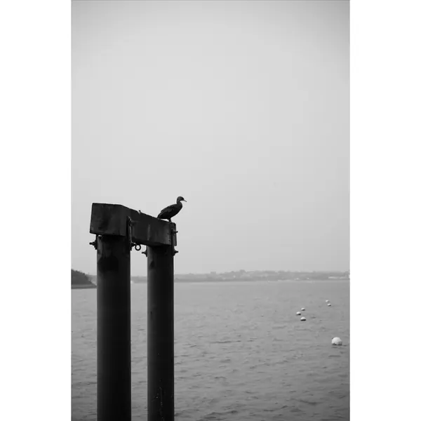 Island bird black and white
