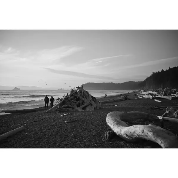 Trunk beach black and white