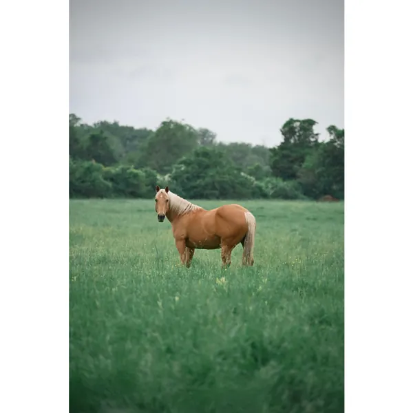 horse look